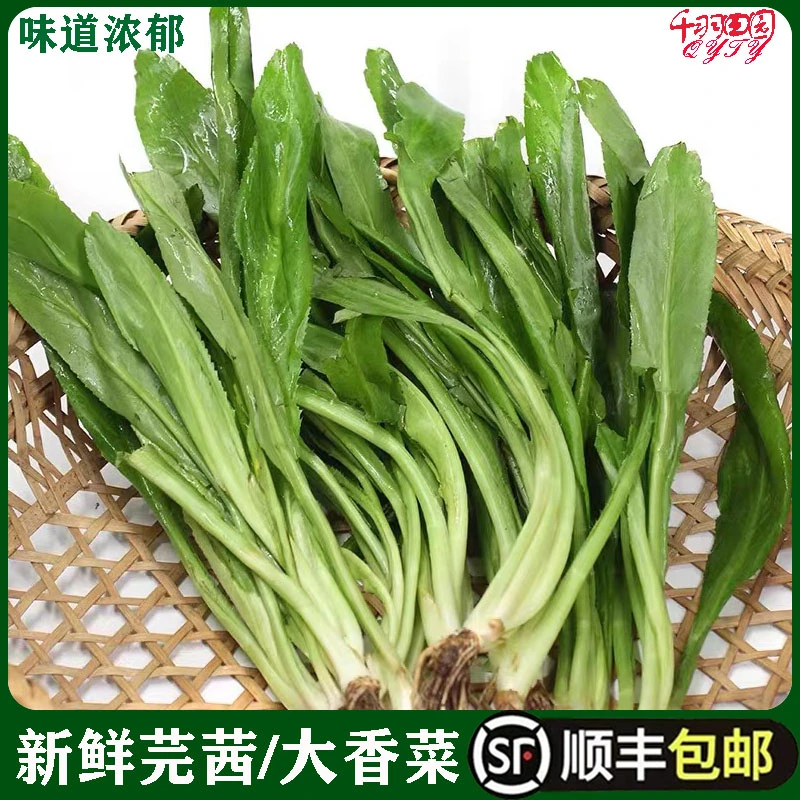 大香菜新鲜芫茜元西芫西冬阴功用芫荽泰国越南傣味鱼生用香菜250g