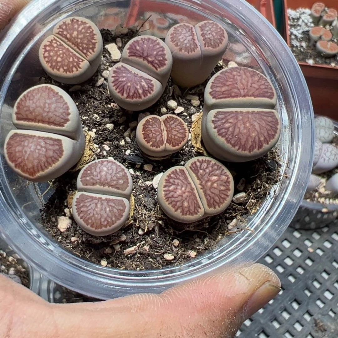 【闪购商品】 503.