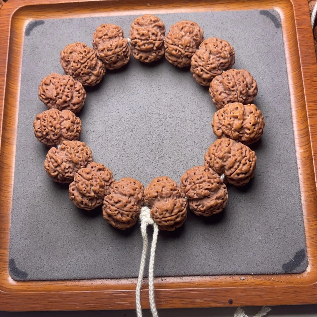 菩提23号金刚菩提原生态梅花25.5/26