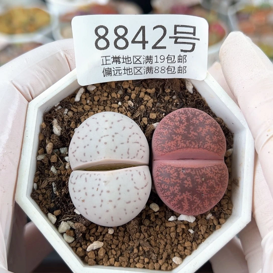 好养易活生石花大母本8842