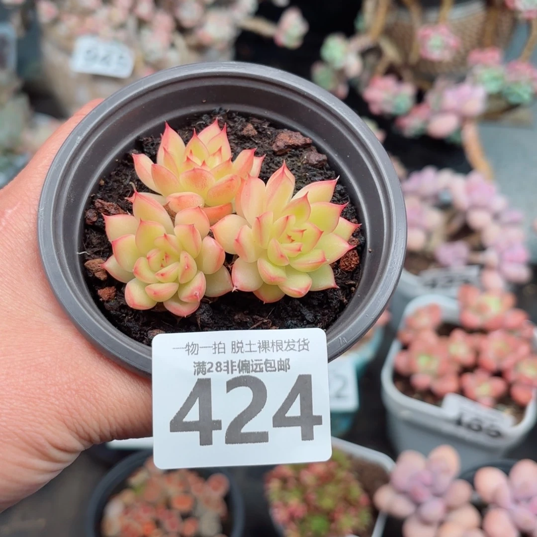 黄闪光无盆土发货
