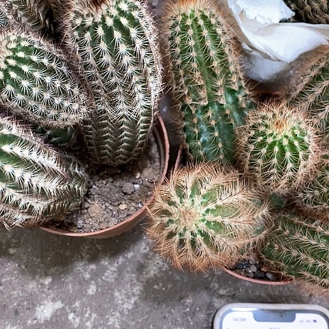 多头虾，357899994578