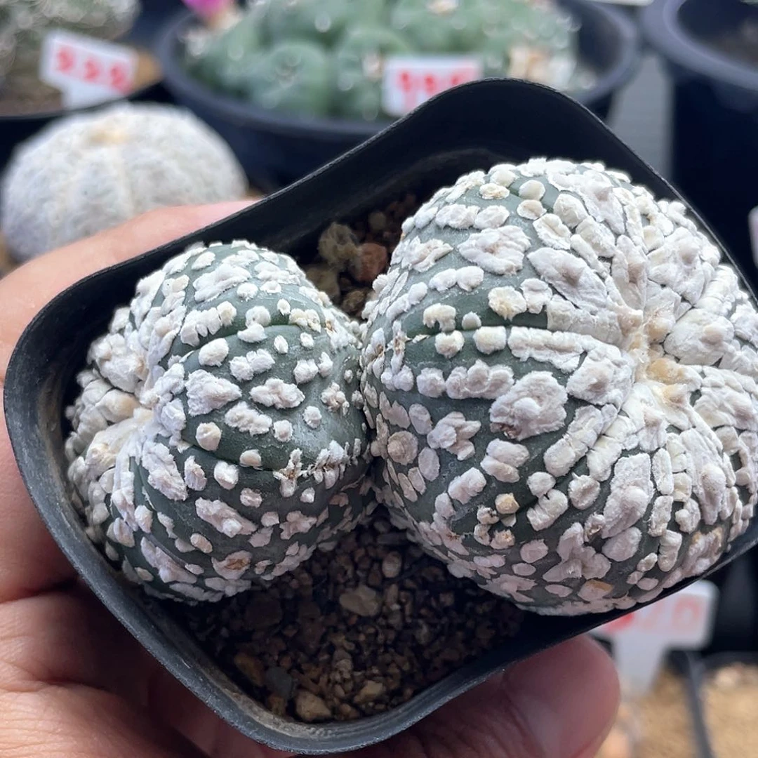 双头日系浓白雪花超兜