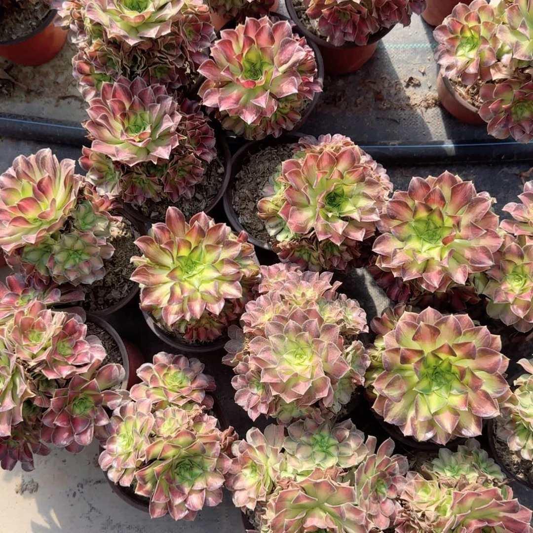 无花朵韶华大特价