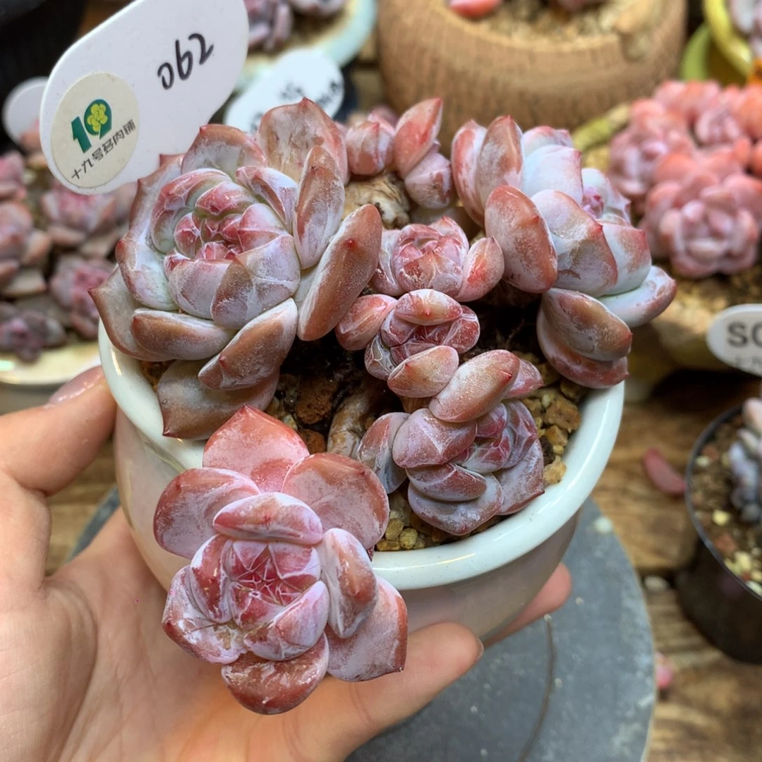 062 星影老桩9头 11cm