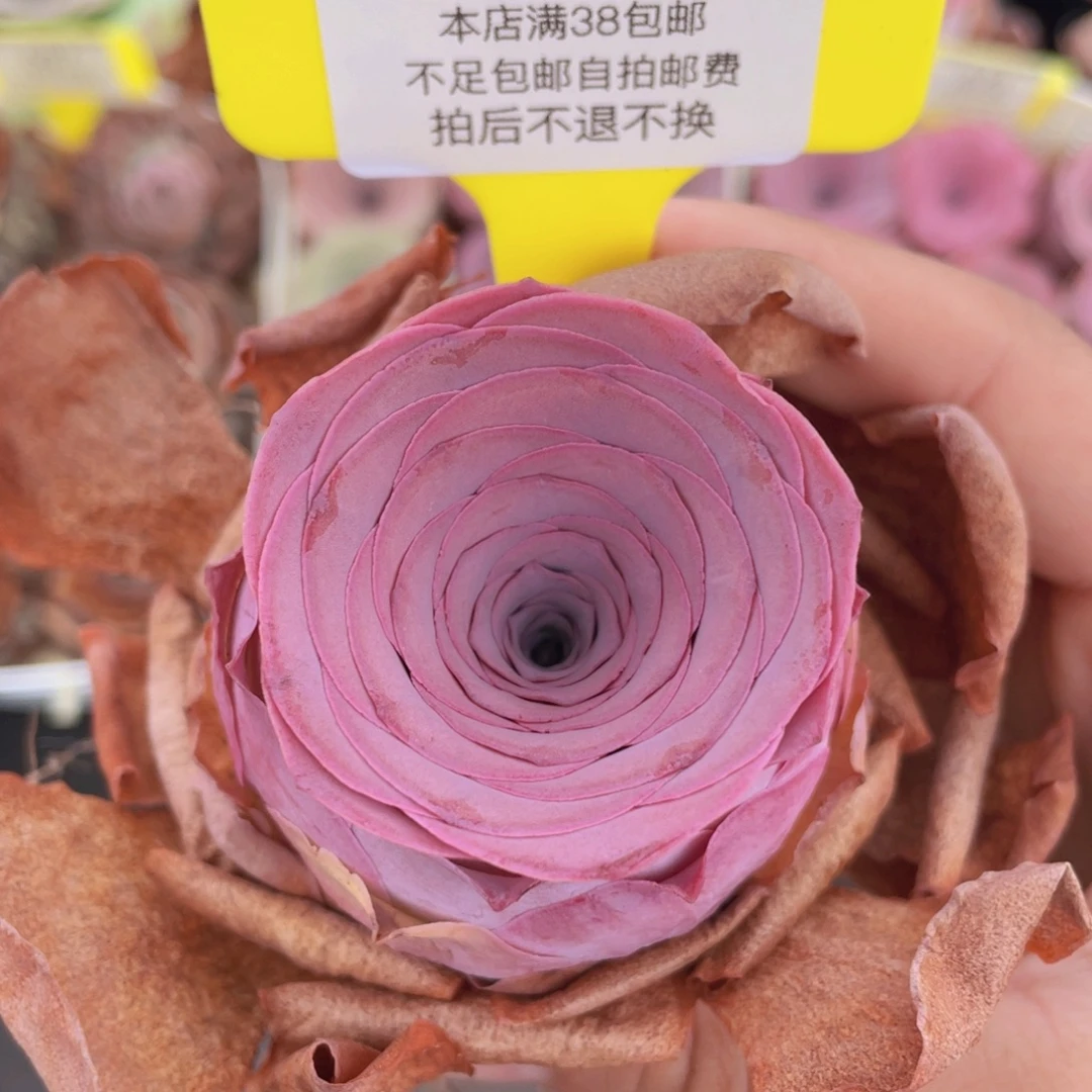 山地玫瑰574满38包邮裸根发货