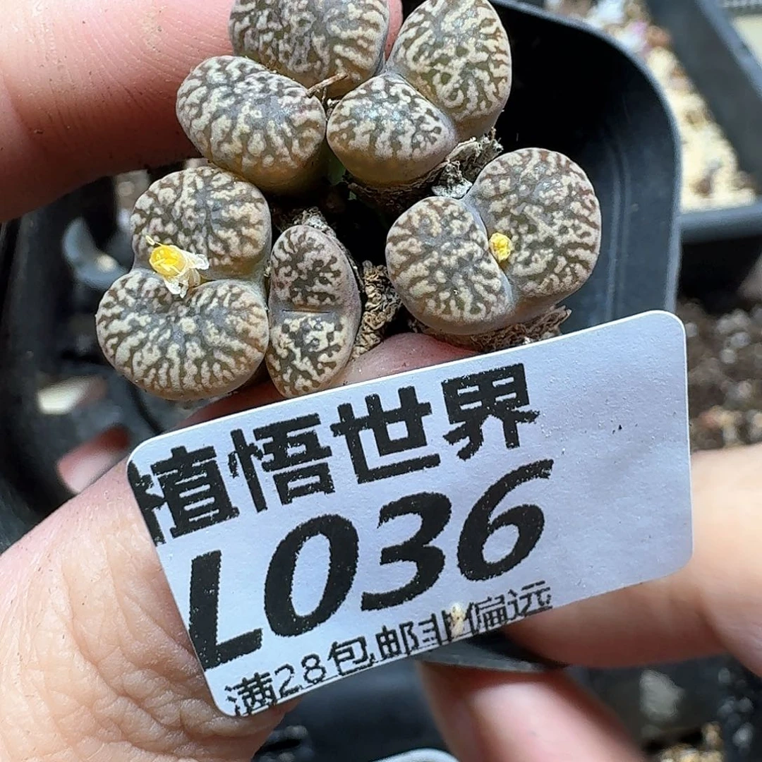 多肉植物的润泽法g