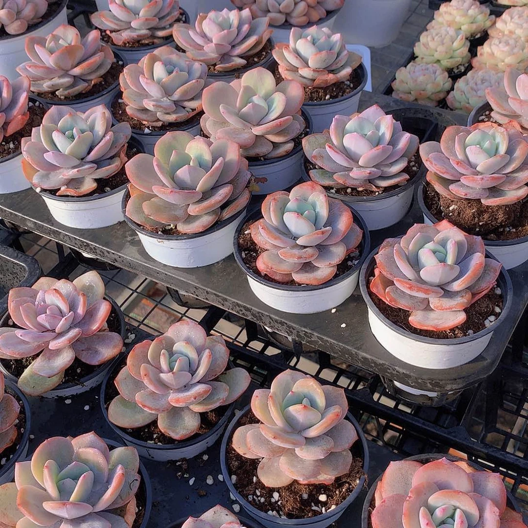 大奶茶2344577889990