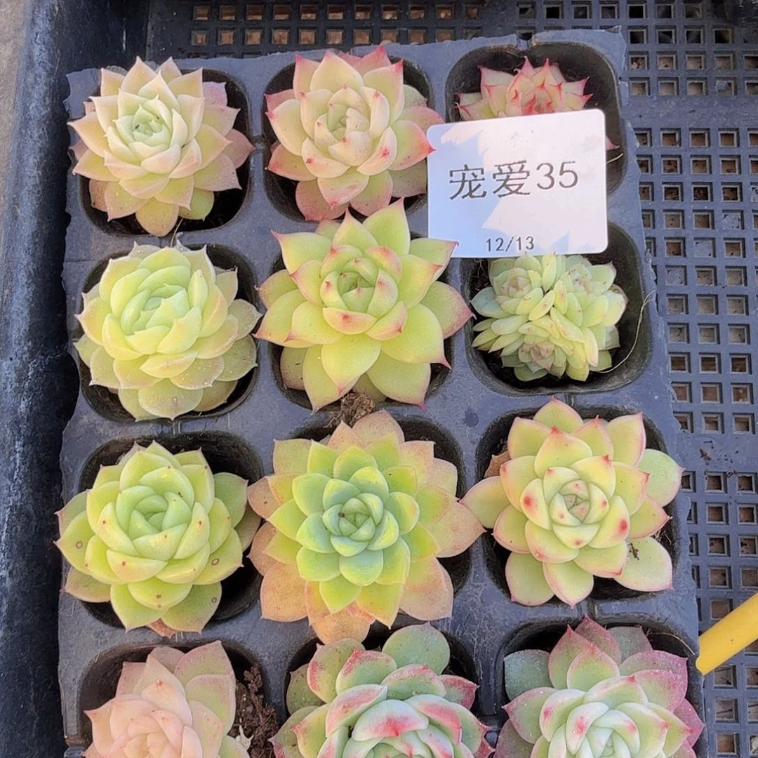 直播福利一物一拍35