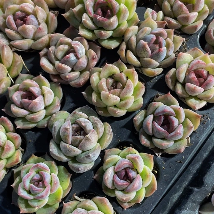 小紫水晶玫瑰1元带土