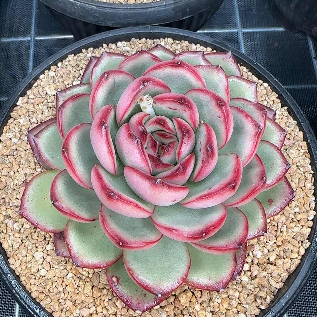 从前慢花园精选万宝龙