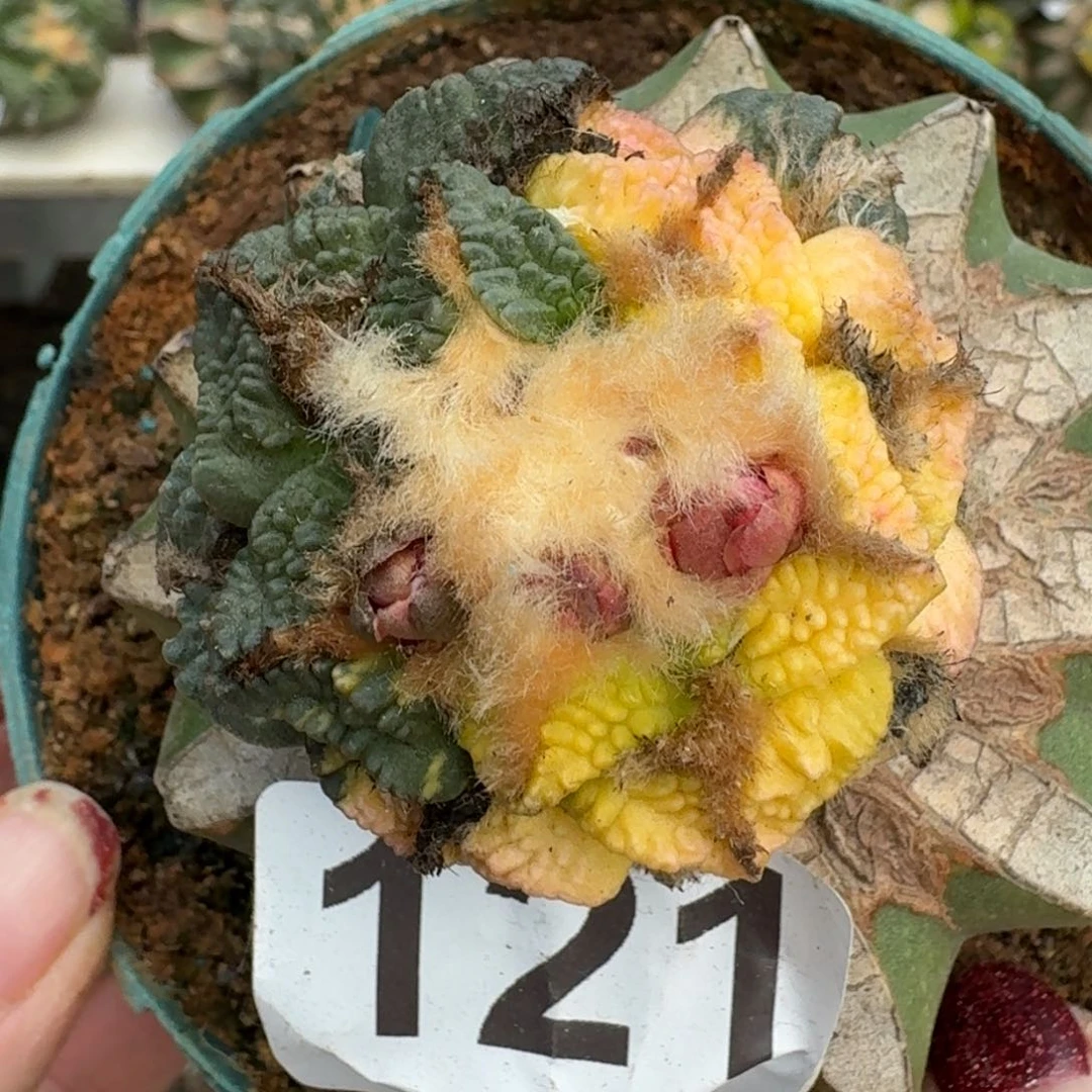 【闪购商品】无花朵颗粒大尤黑牡丹锦121