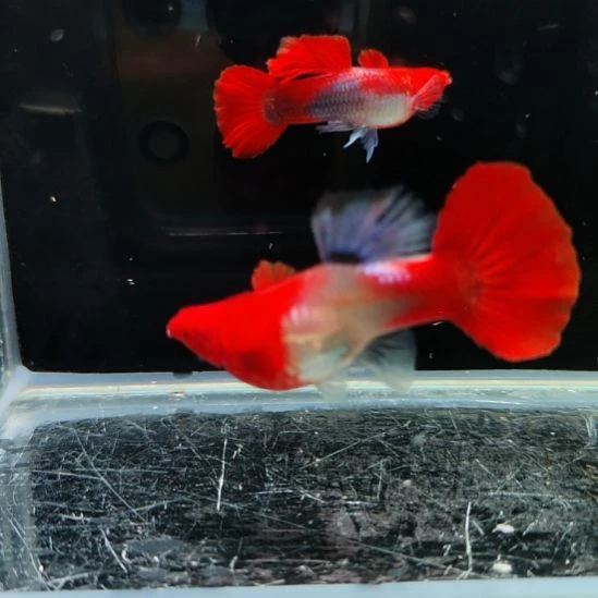 孔雀鱼深海蓝贵族双分水一对