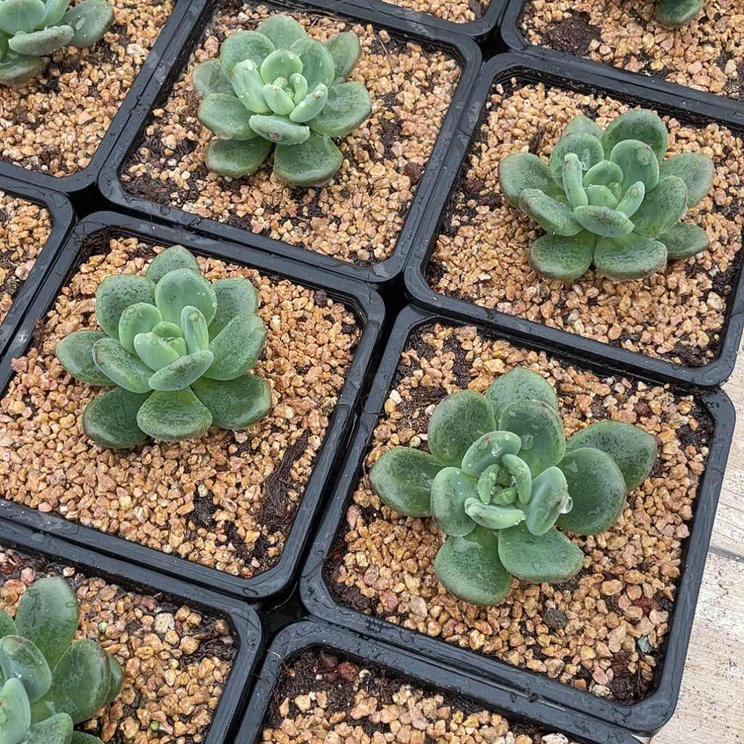 橘落单头控养9厘米可挑