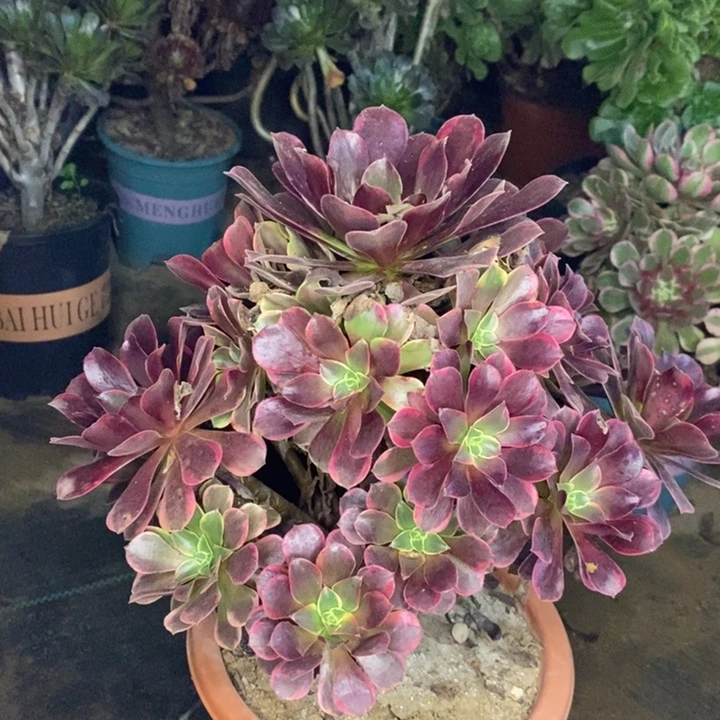 金丝雀多肉植物21