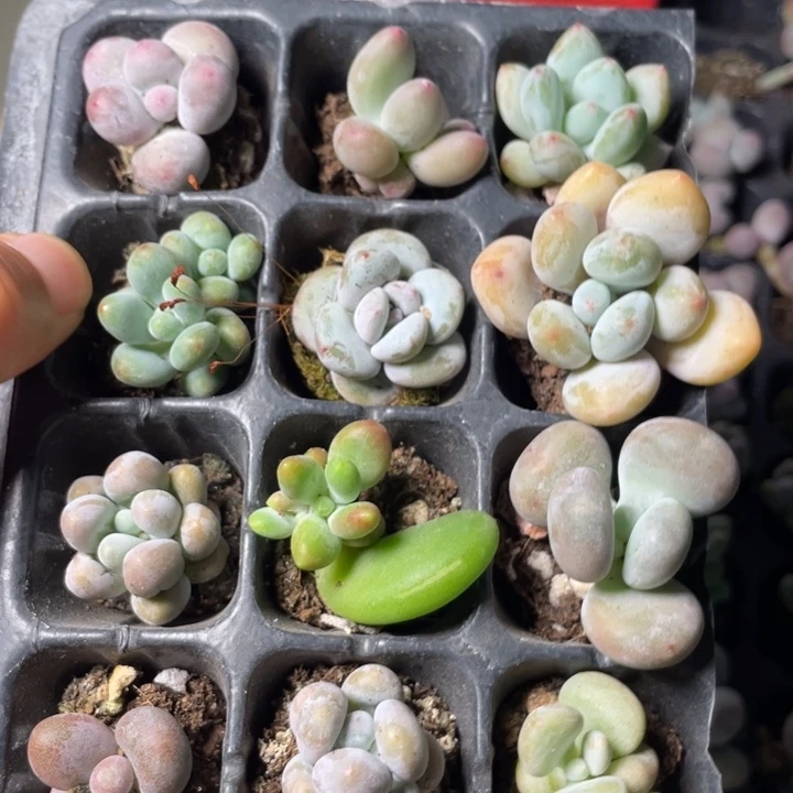 12颗一组奶系满18包邮