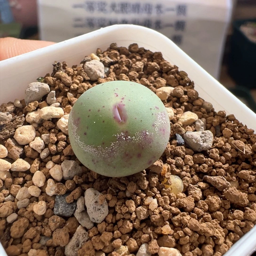 741。编号丢失红嘴 多肉