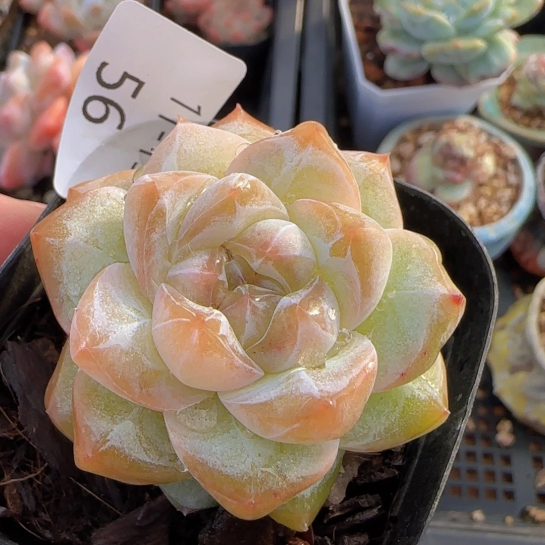 珍妮单头一颗脱土