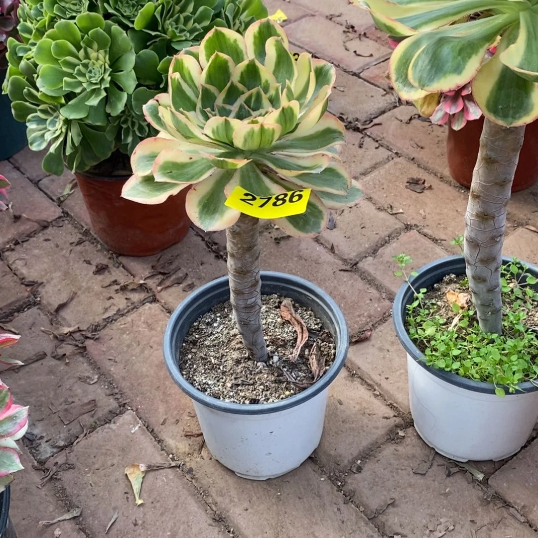 燕姿锦多肉法师2786