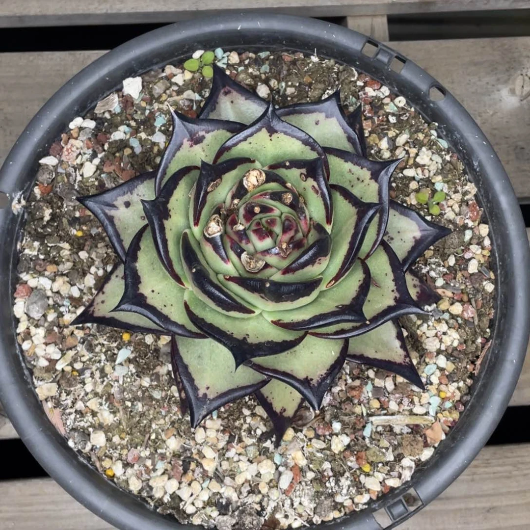 M****。山人园艺，多肉植物