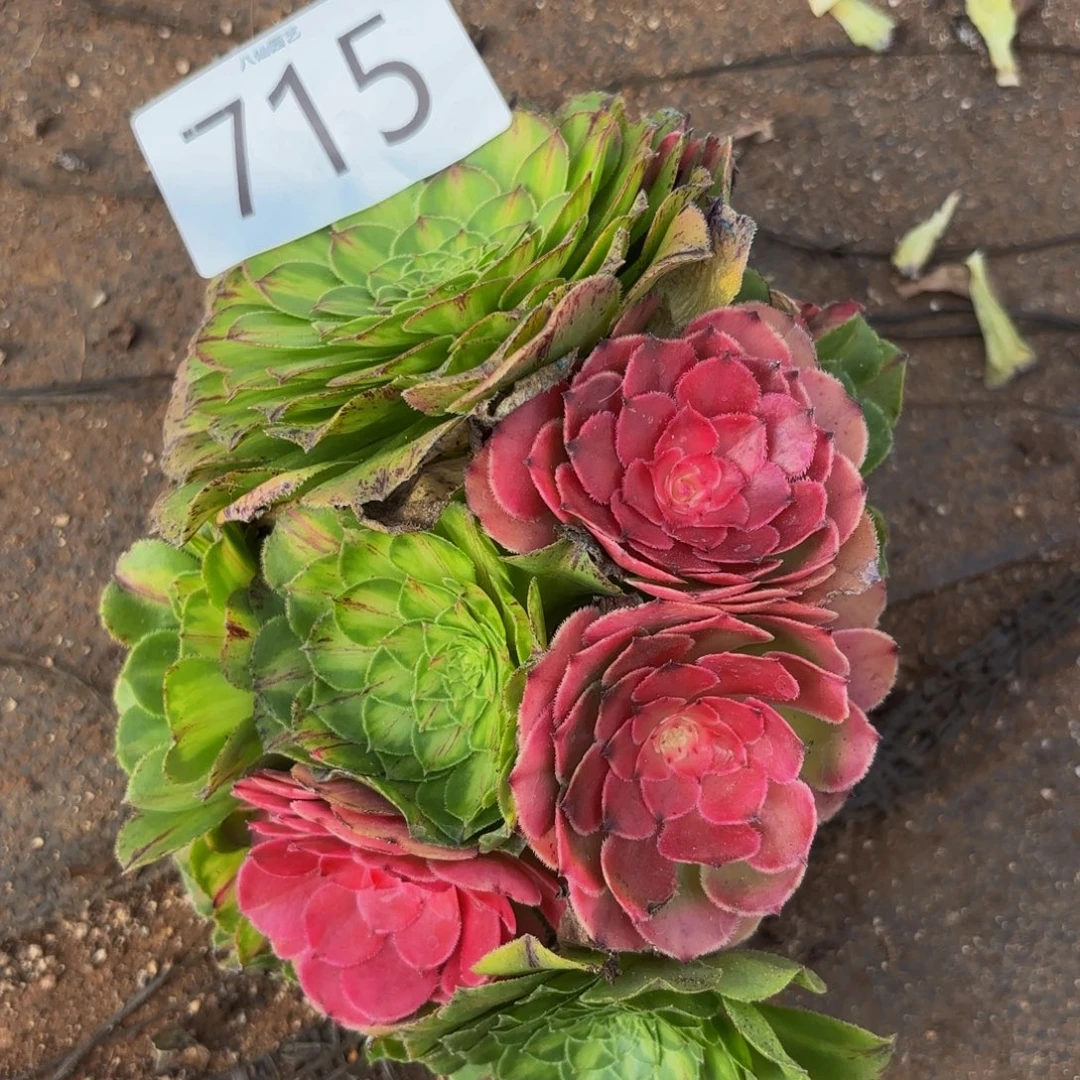 715多肉植物知否微瑕特价