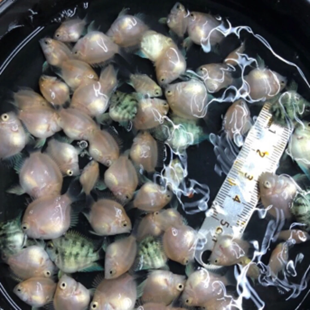 精品桃心迷你鹦鹉鱼热带观赏鱼宝蓝白金胭脂粉桃体配对鱼房繁殖