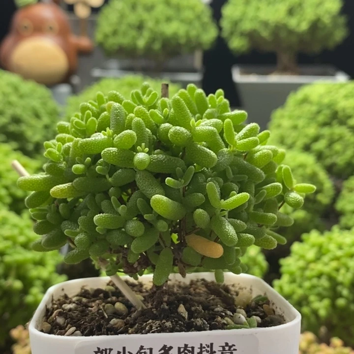 蜜橘糖球8157枝干番杏