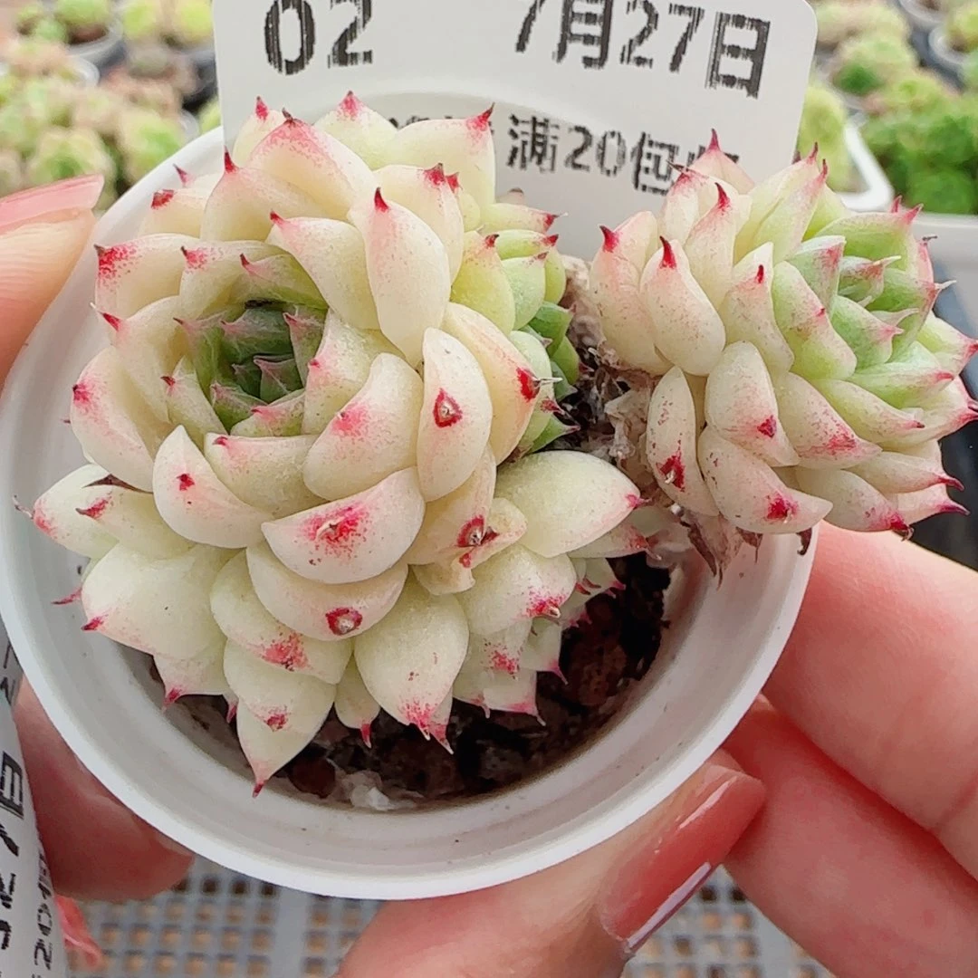 花语逸镜0727-02开播福利散