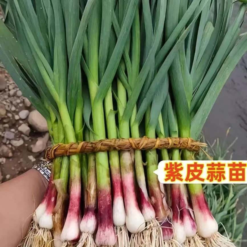 云南大理农家紫皮蒜苗