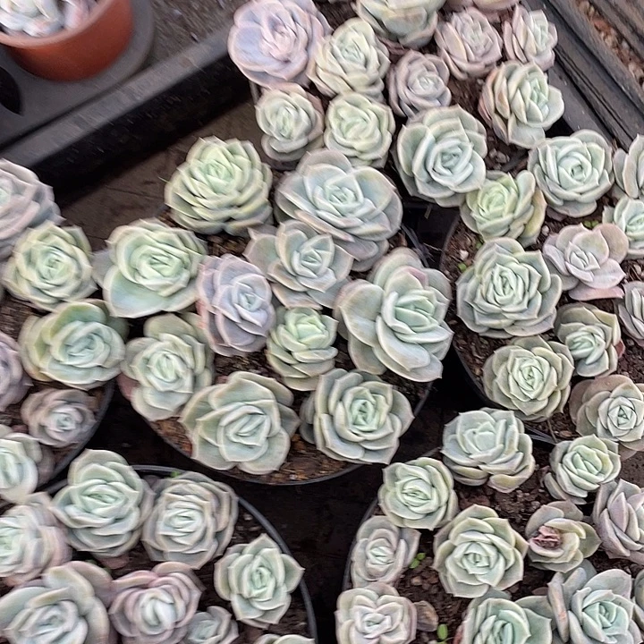 可爱玫瑰二盆散群25头左右