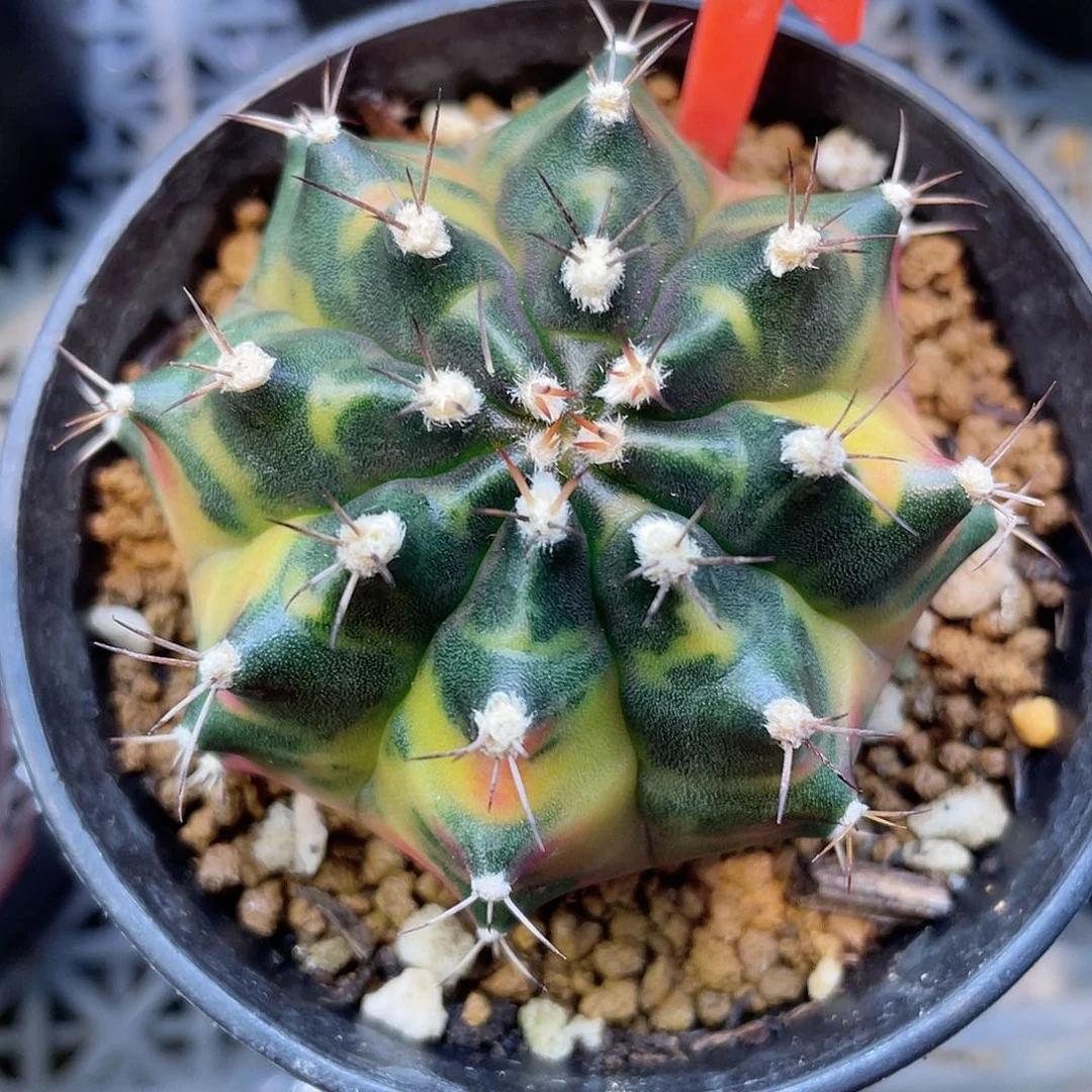 1-187龙舌兰酒5.1厘米