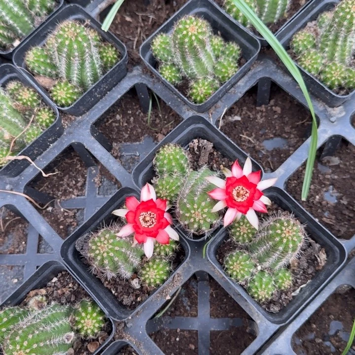 白檀仙人掌552带跟带仔