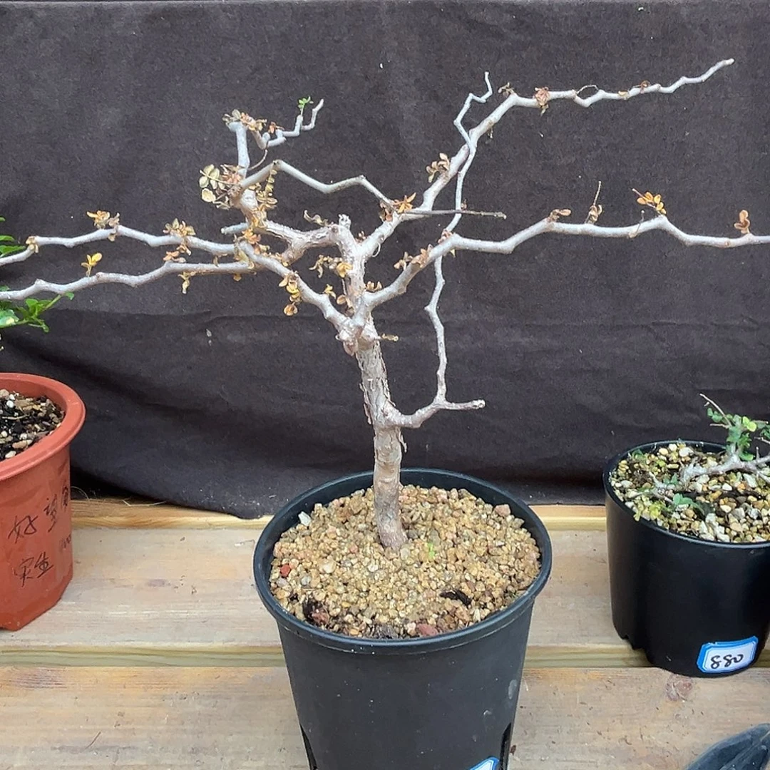 汤圆植物滔天橄榄