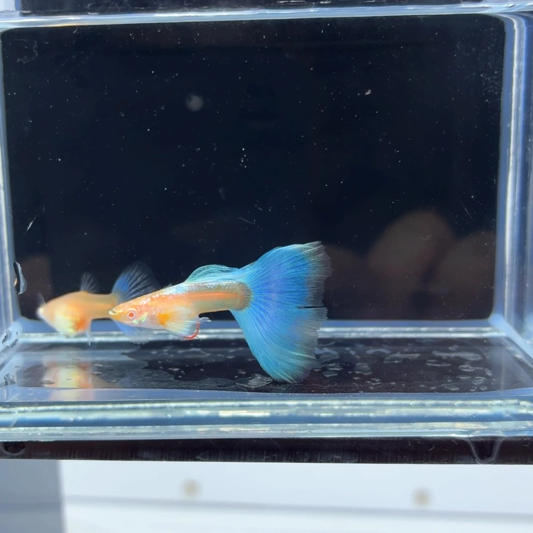 孔雀鱼蓝白飞船亚成一对（46）