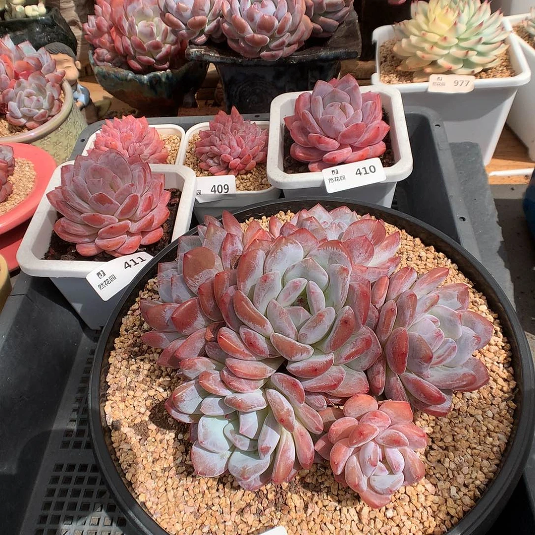 416梦露多肉植物666