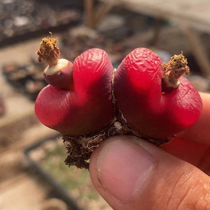 2554一颗一颗一颗