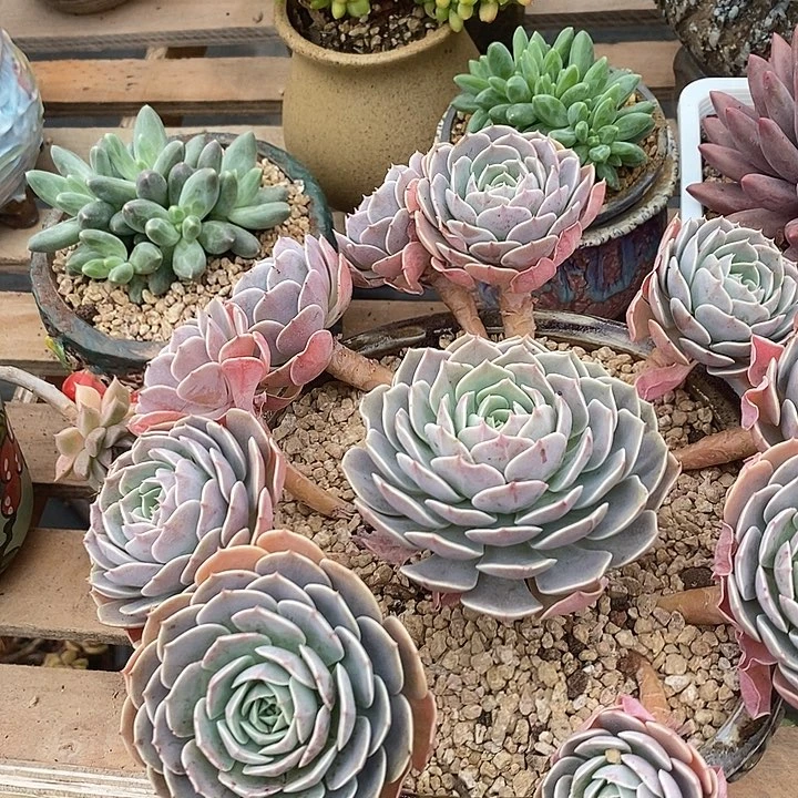 多肉植物肉肉植物