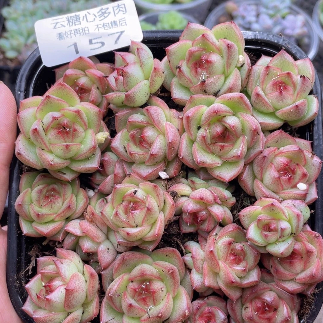 云糖心多肉植物157