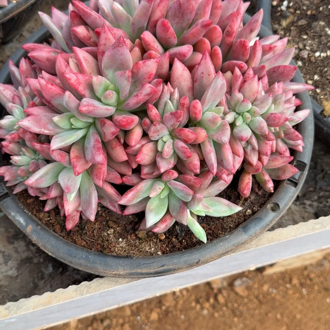 寄养多肉植物链接