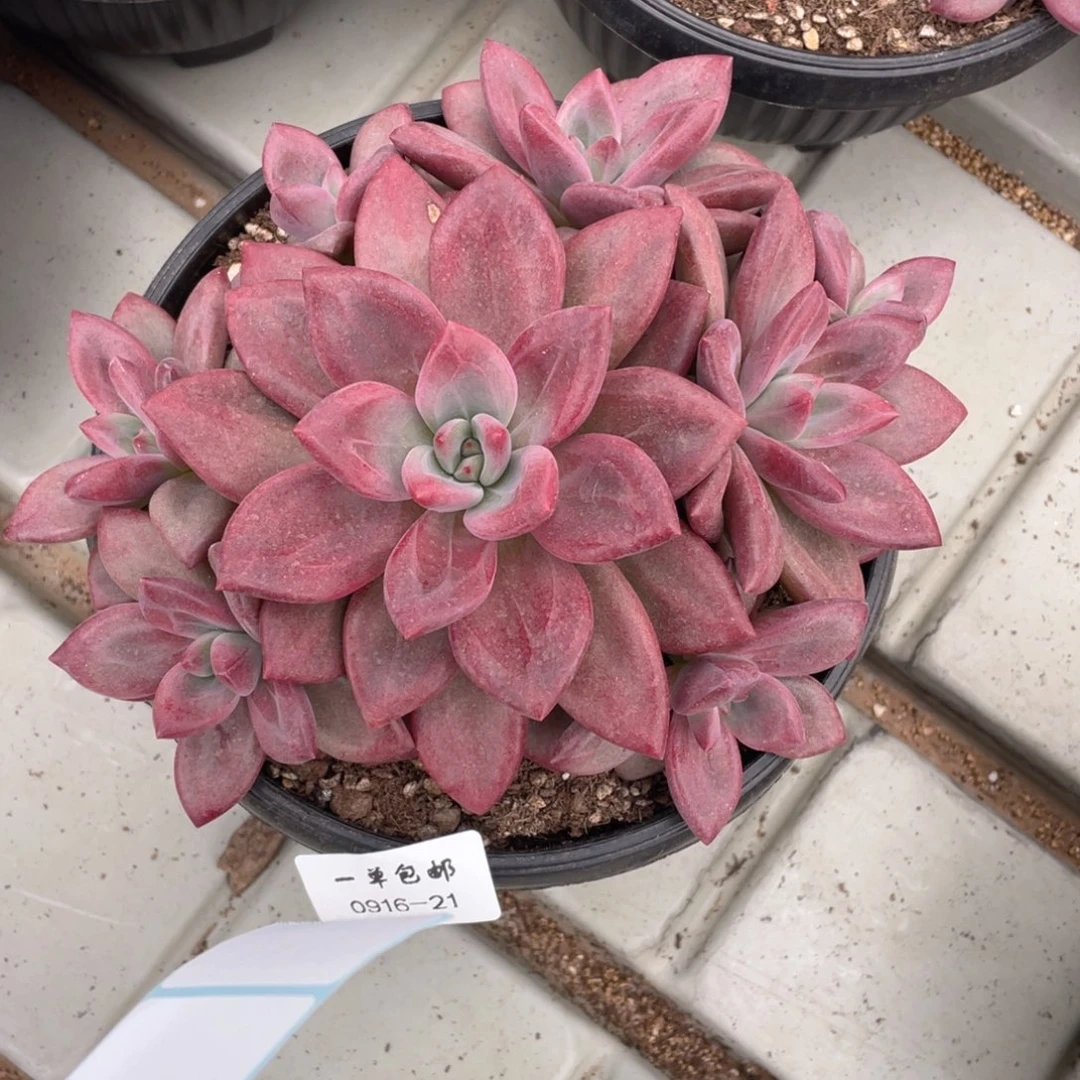 ?*0916-21-赫菲斯托。。。。。