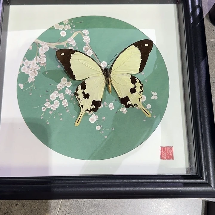 小***荐非洲白翠凤蝶蝴蝶标本