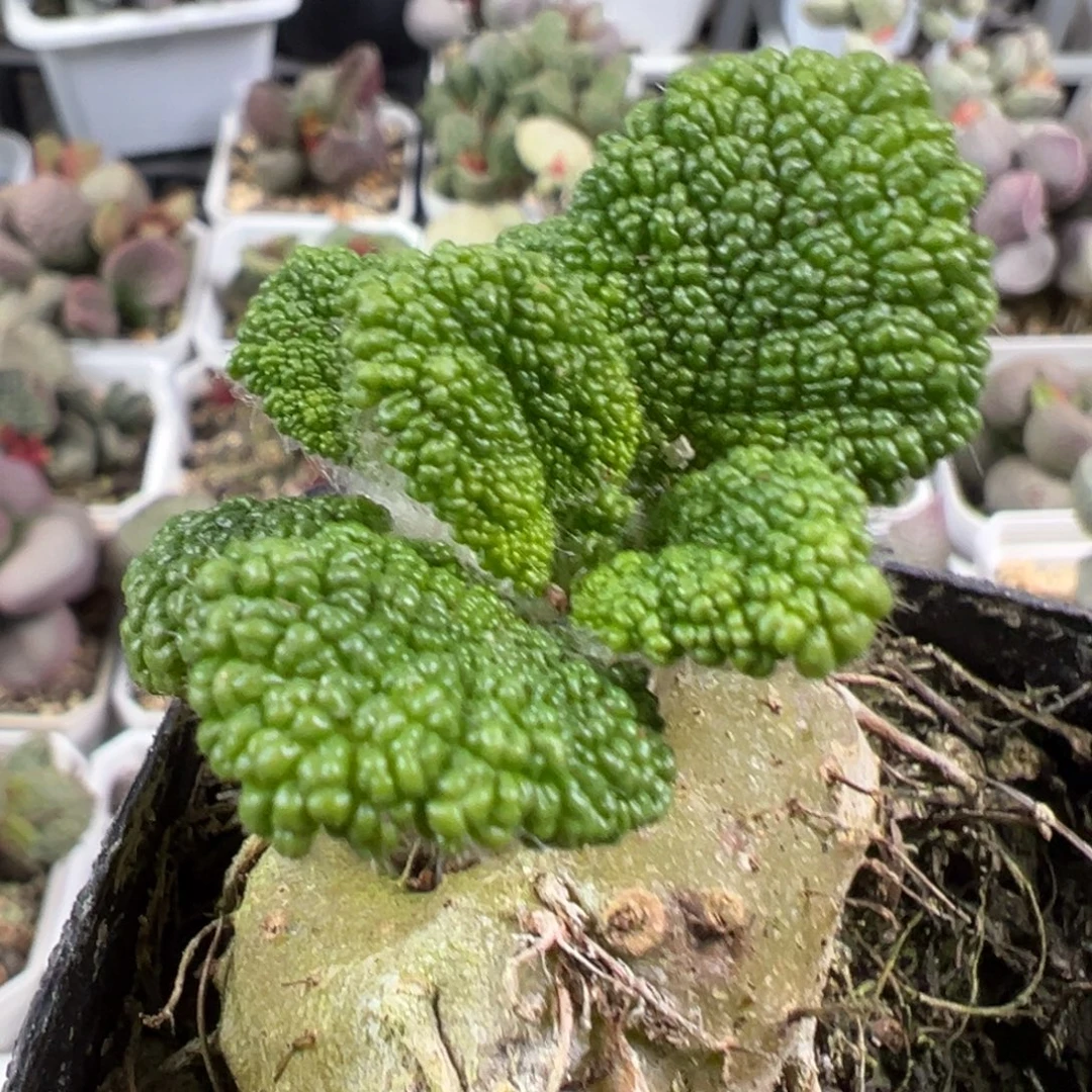 w断崖王子块根植物