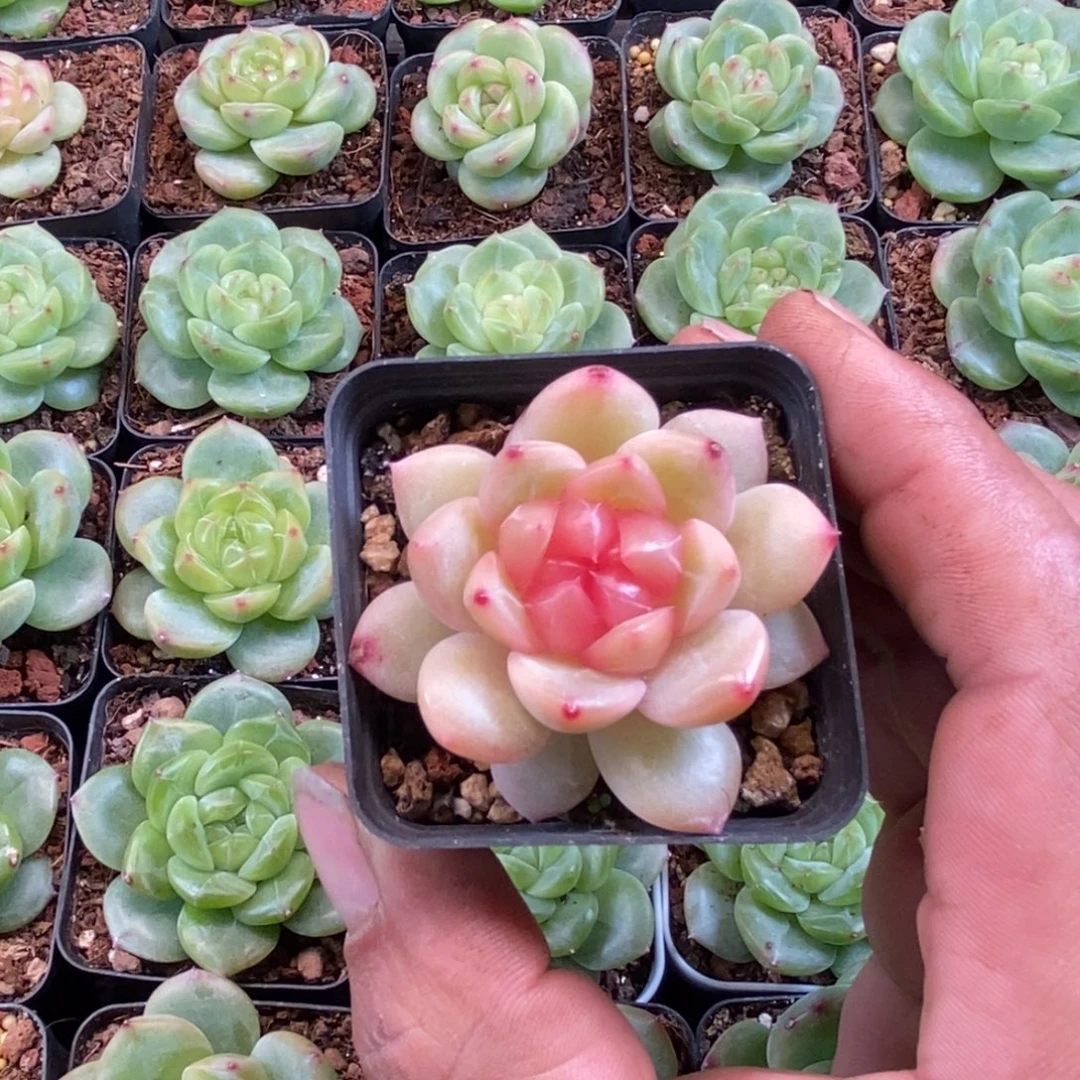 天官赐福百无禁忌