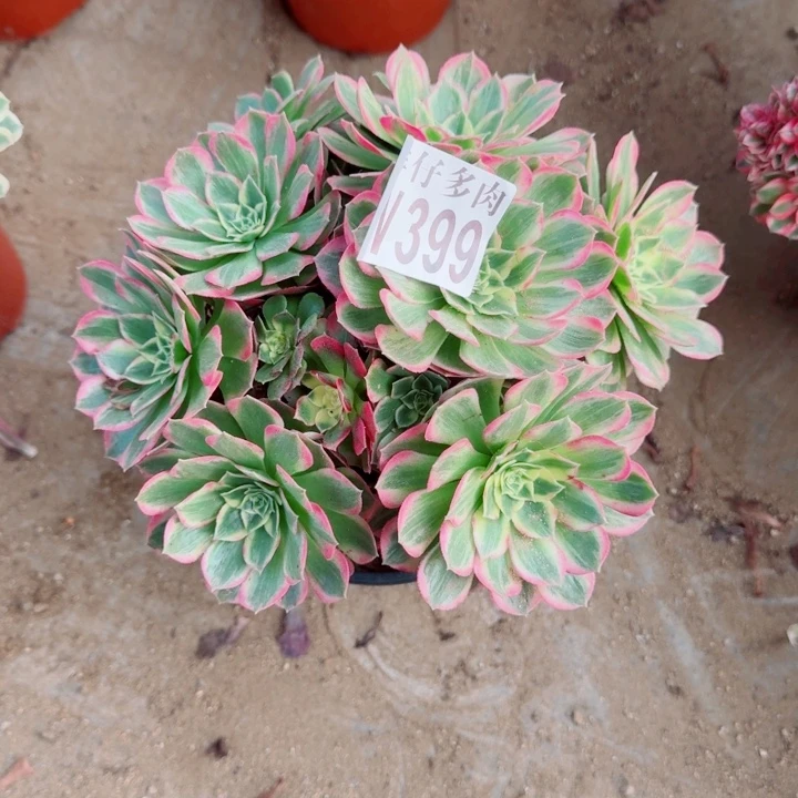 399海王官服22左右2