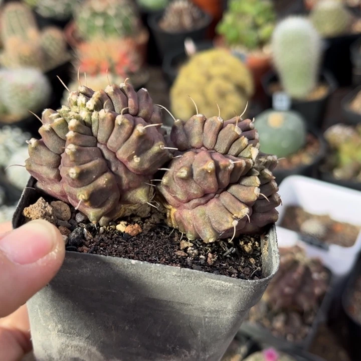 仙人球一物一拍自根