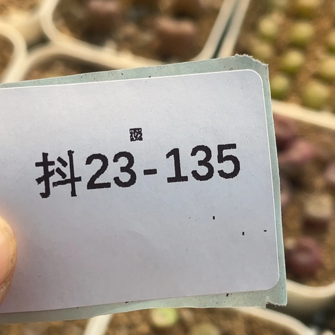 5**923-135肉锥多肉植物