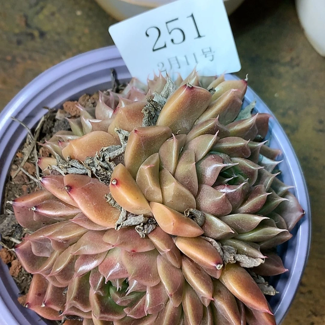 【闪购商品】云251