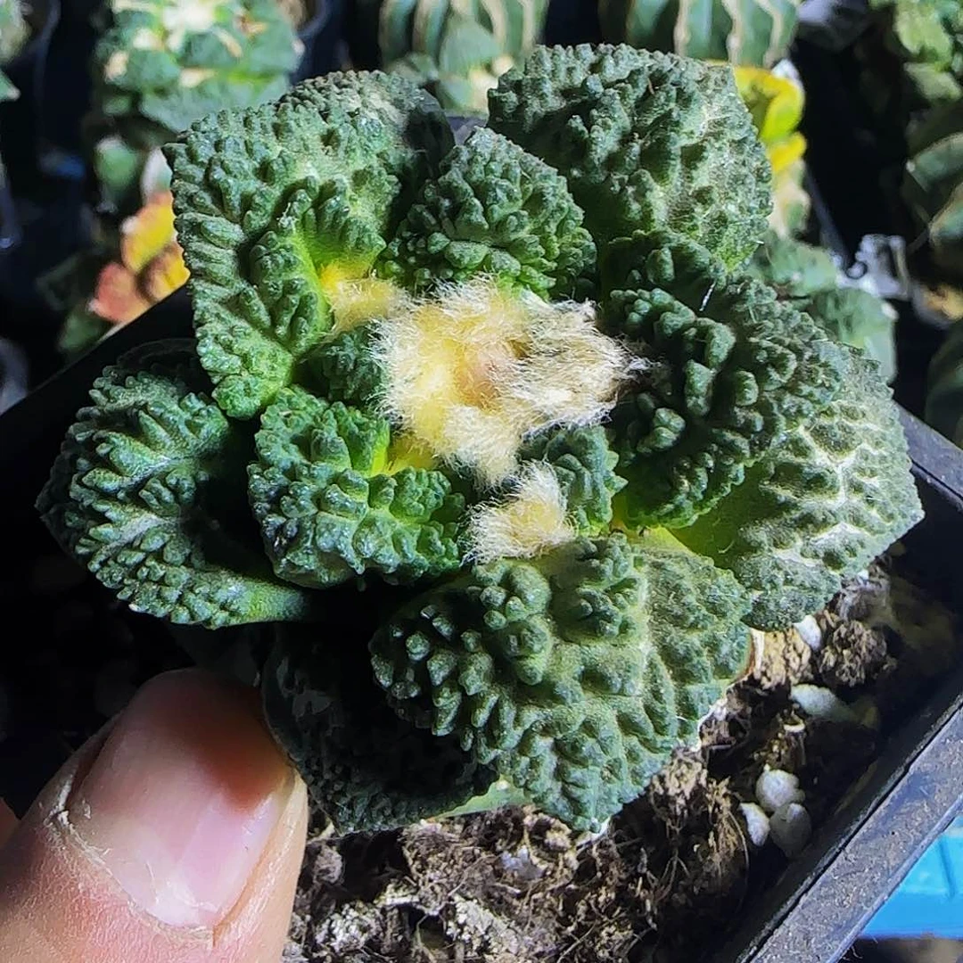 哥斯拉782仙人球开花