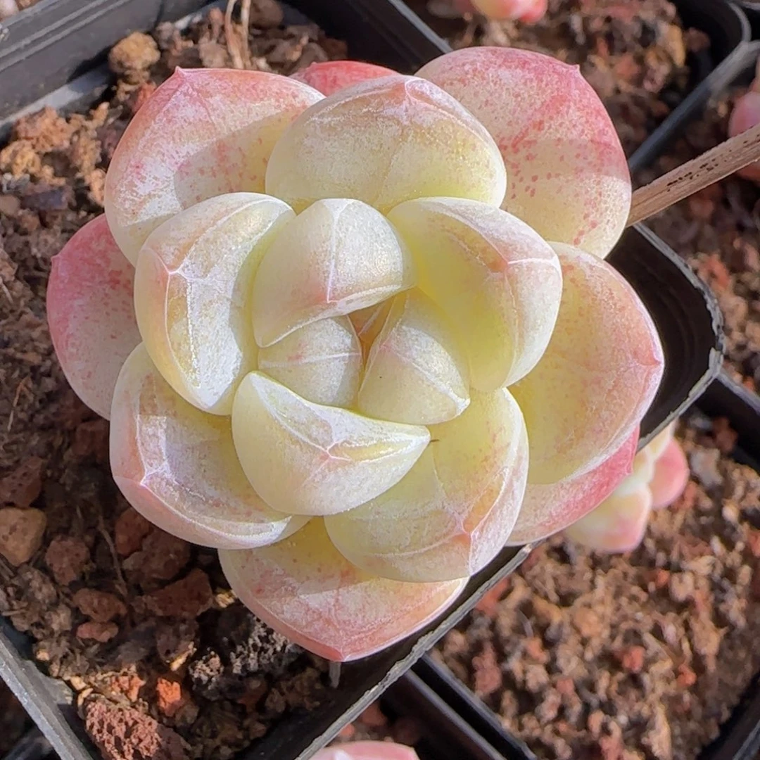 黄晶体冰玉一物一拍