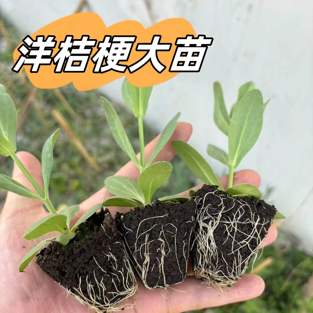 【盒装洋桔梗大苗】好活耐冷耐热四季开花盆地栽庭院阳台多年生花卉